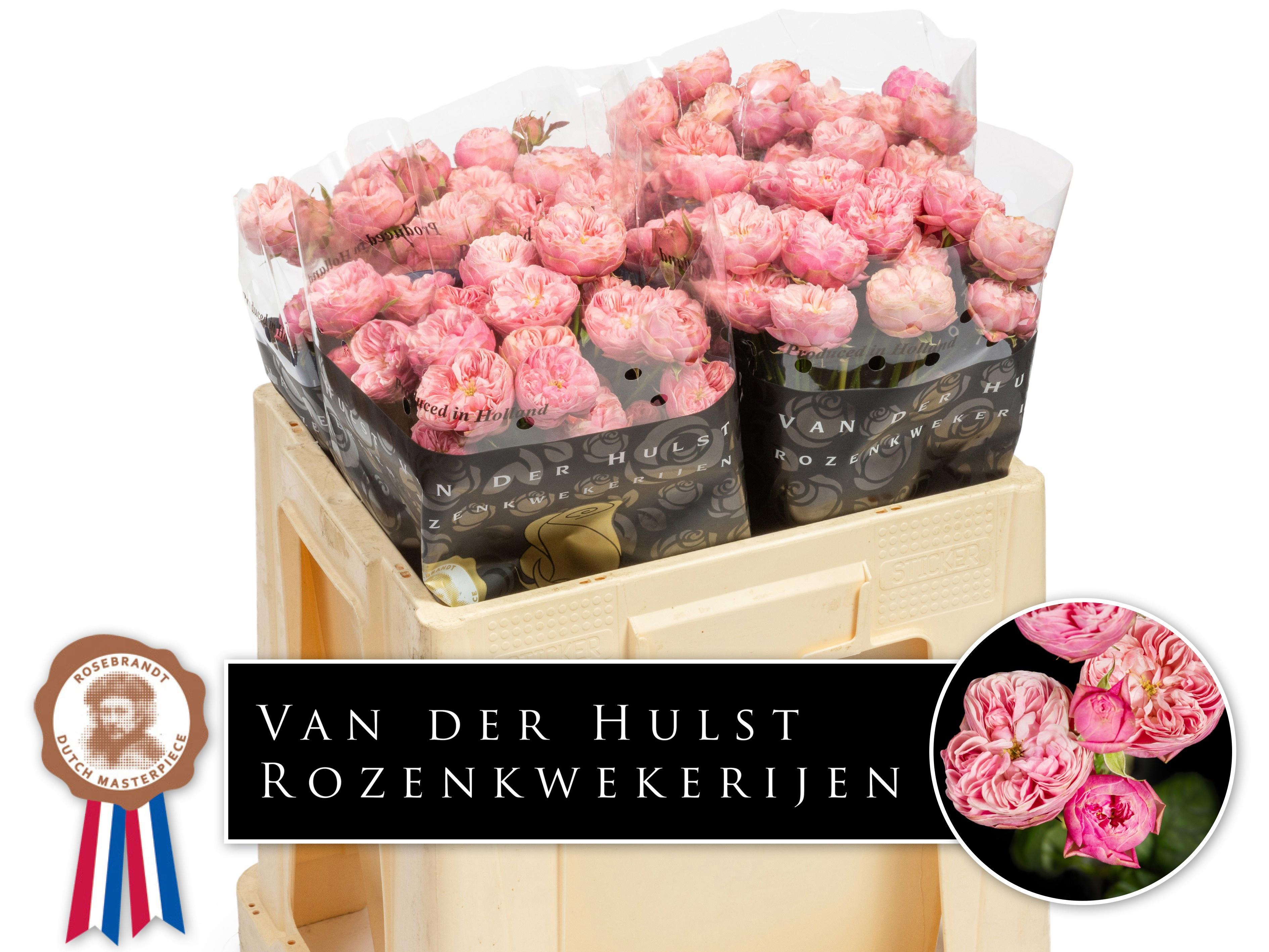 10x Rosa tr. royal blush charm 50cm