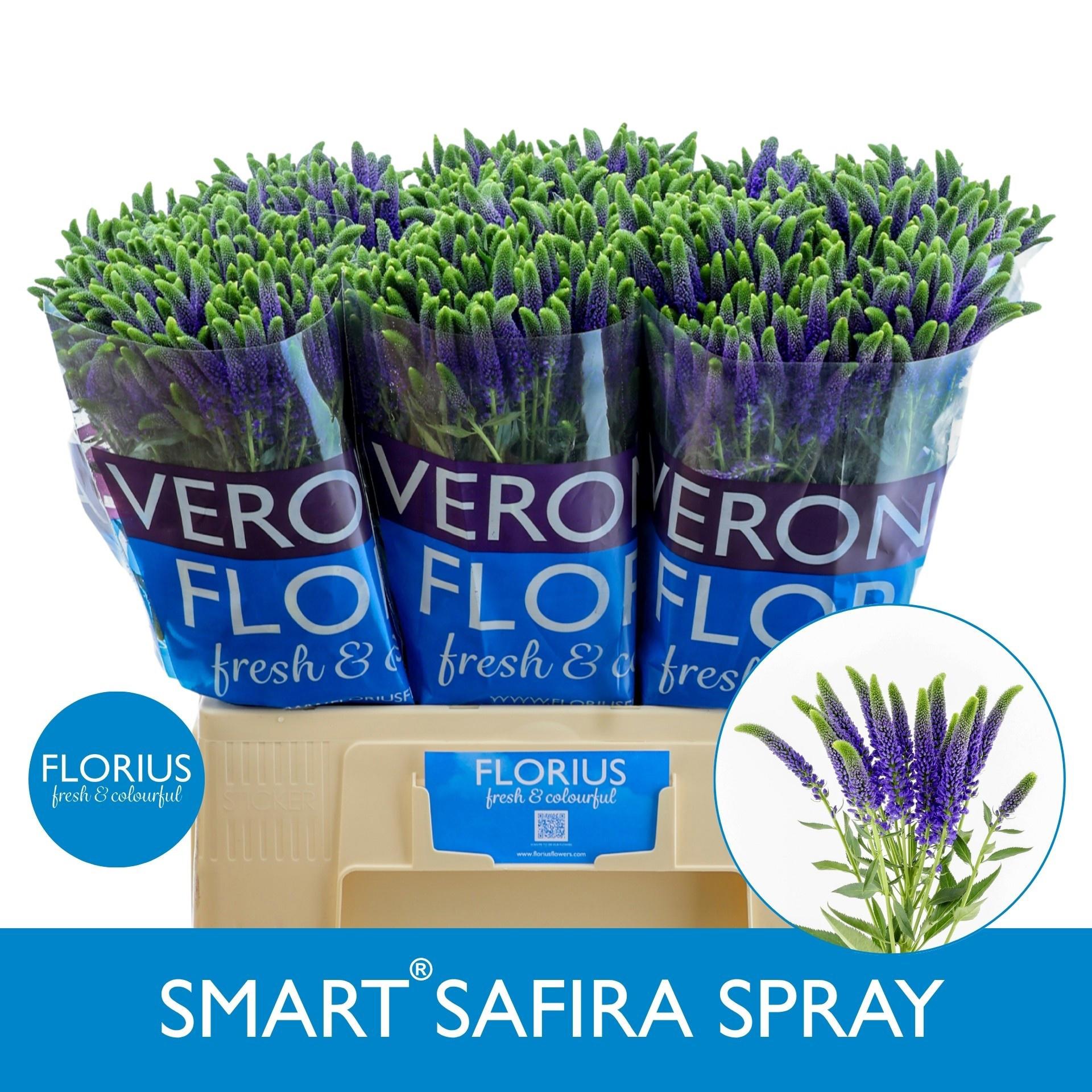 20x Veron.smart safira 60cm