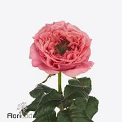 10x Rosa regent's park 50cm