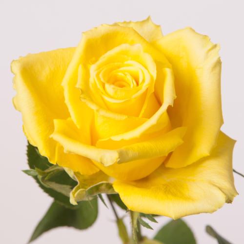 20x Rosa good times 80cm