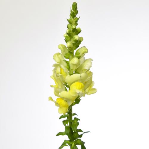 10x Antir.opus yellow 70cm