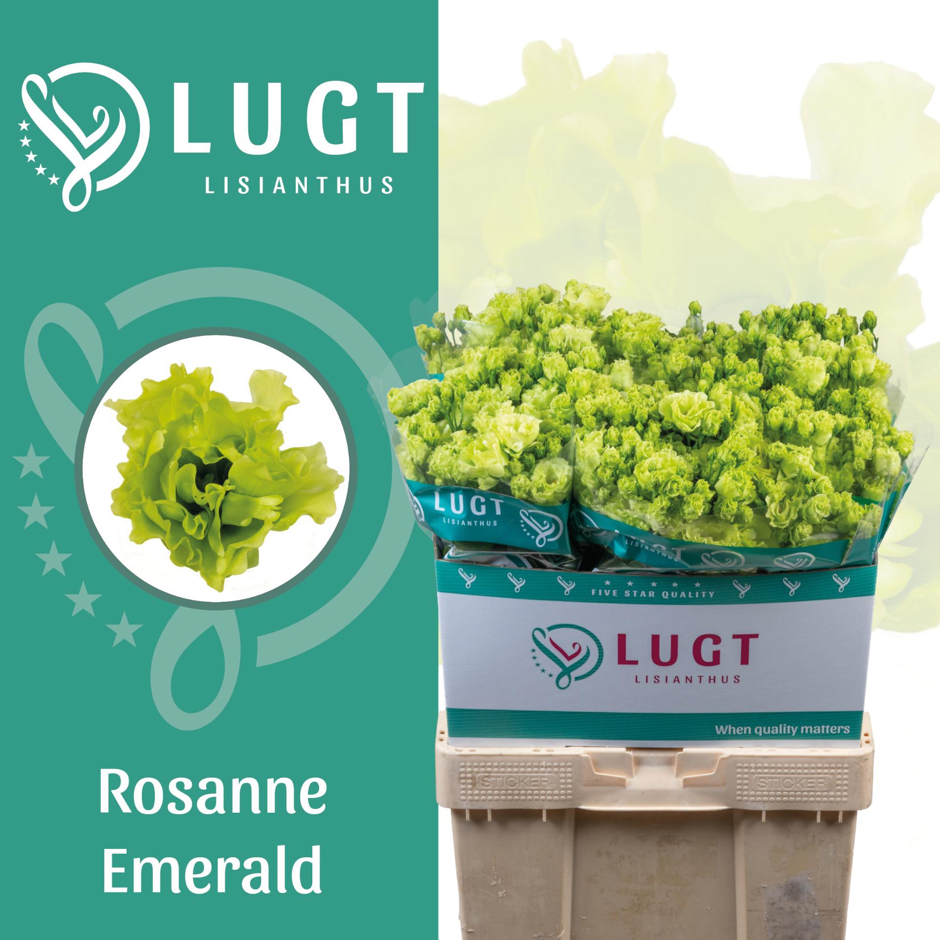 10x Eust.rosanne emerald du 70cm