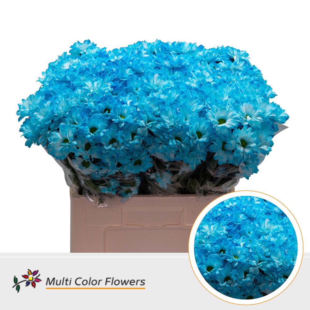 10x Chrysant kennedy blauw 60cm
