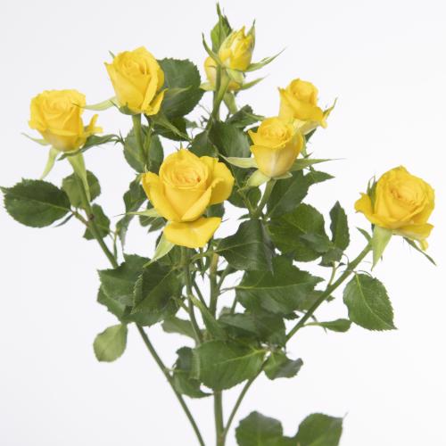 10x Rosa mariah 50cm