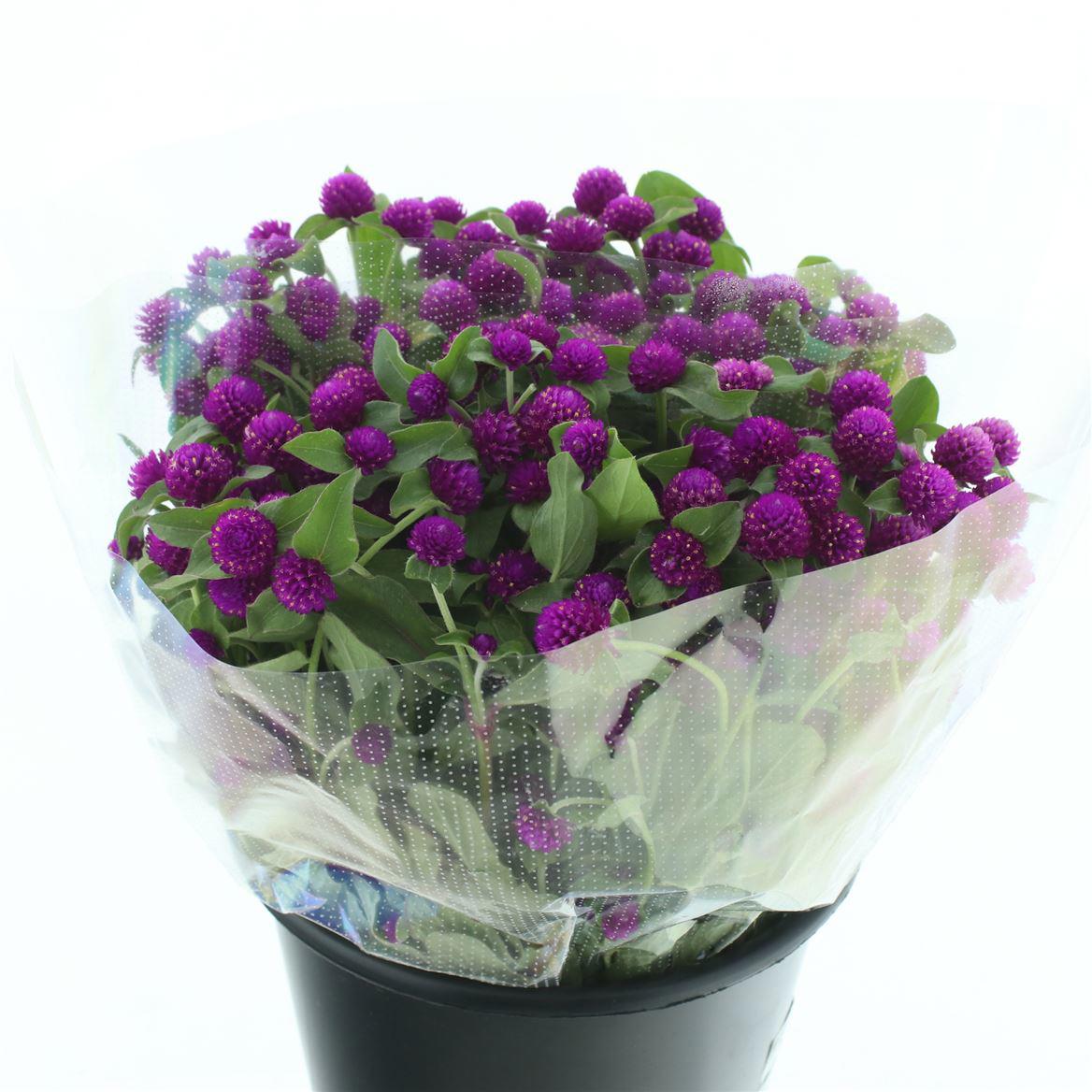 100x Gomphrena purple spray 50cm