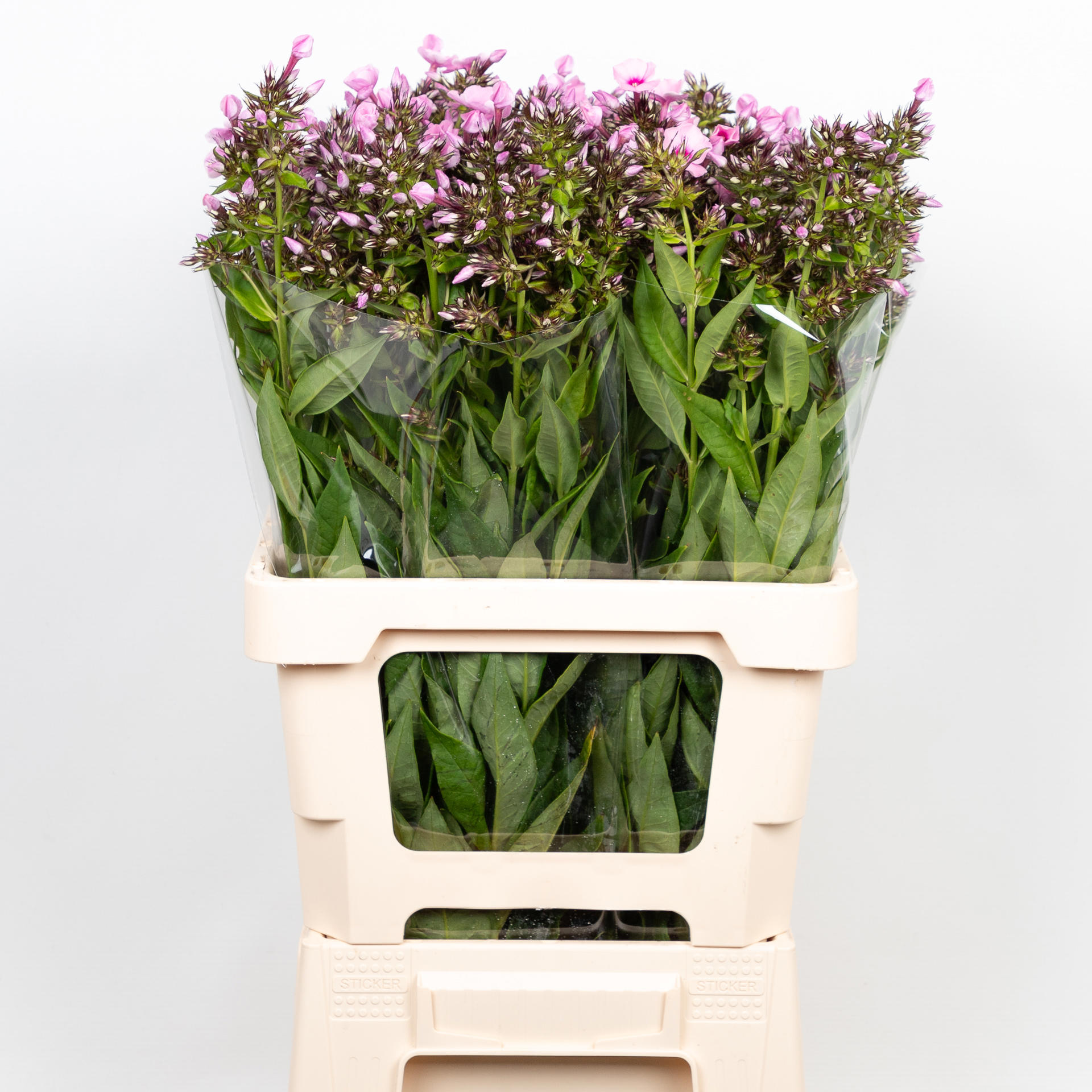 20x Phlox sweet lexy 60cm