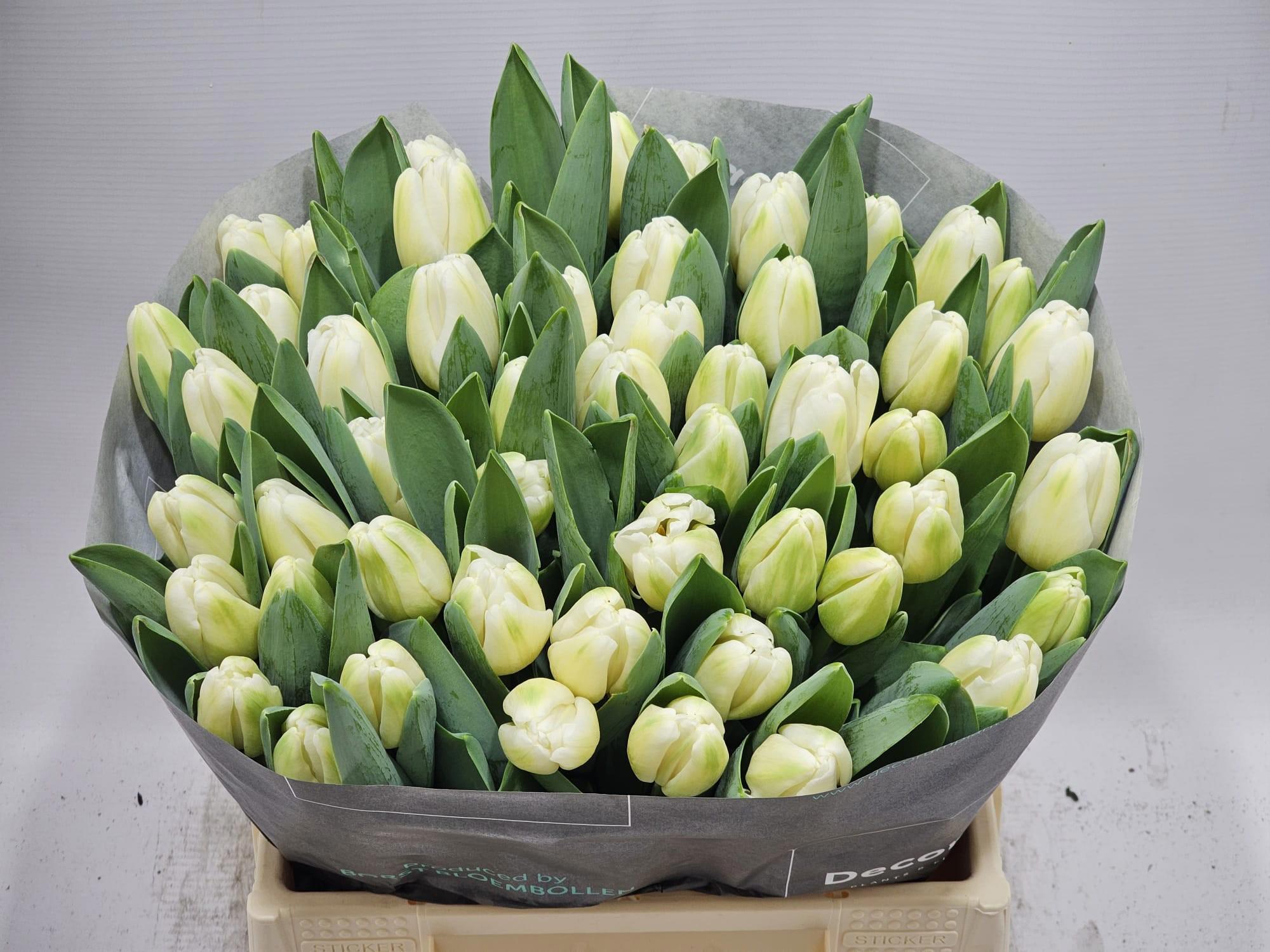50x Tulipa antartica en 40cm
