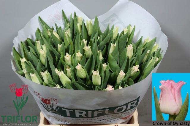 50x Tulipa crown dynasty co 40cm