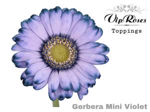 40x Germ.(v) violet 50cm