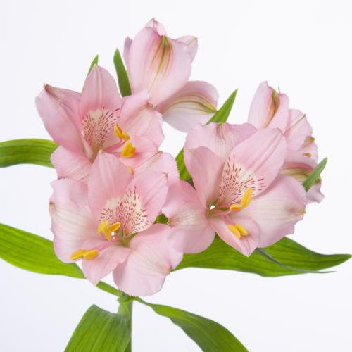 10x Alstroemeria primadonna 70cm