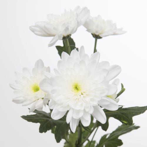 10x Chrysant bonita 70cm