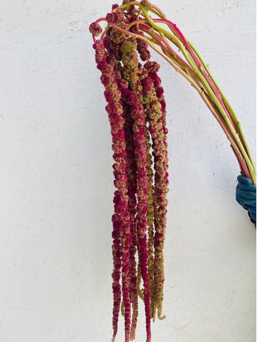 10x Amaran.hang mira 80cm