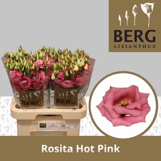 10x Eust.rosita hot pink du 70cm