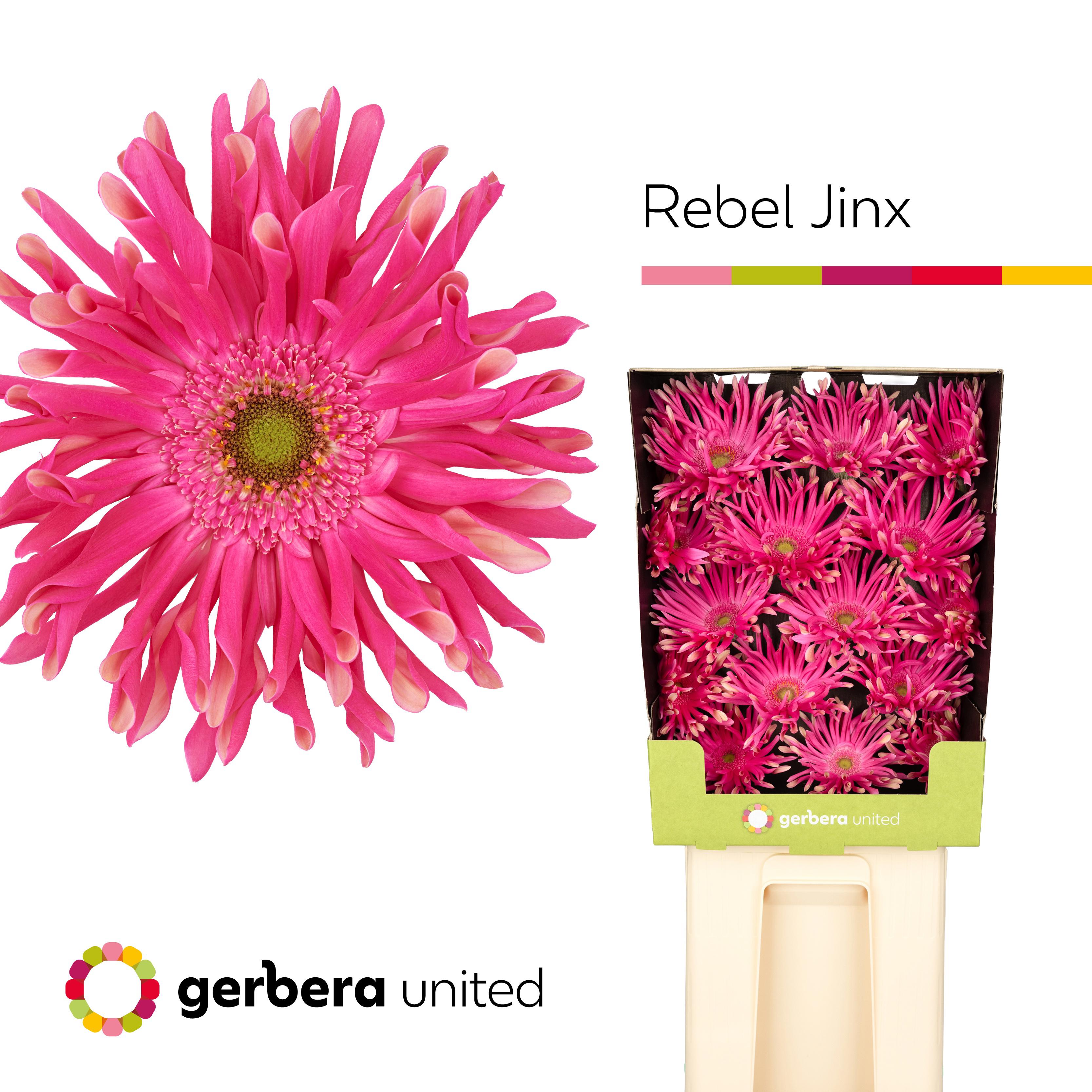 15x Gerb.pasta rebel jinx 70cm