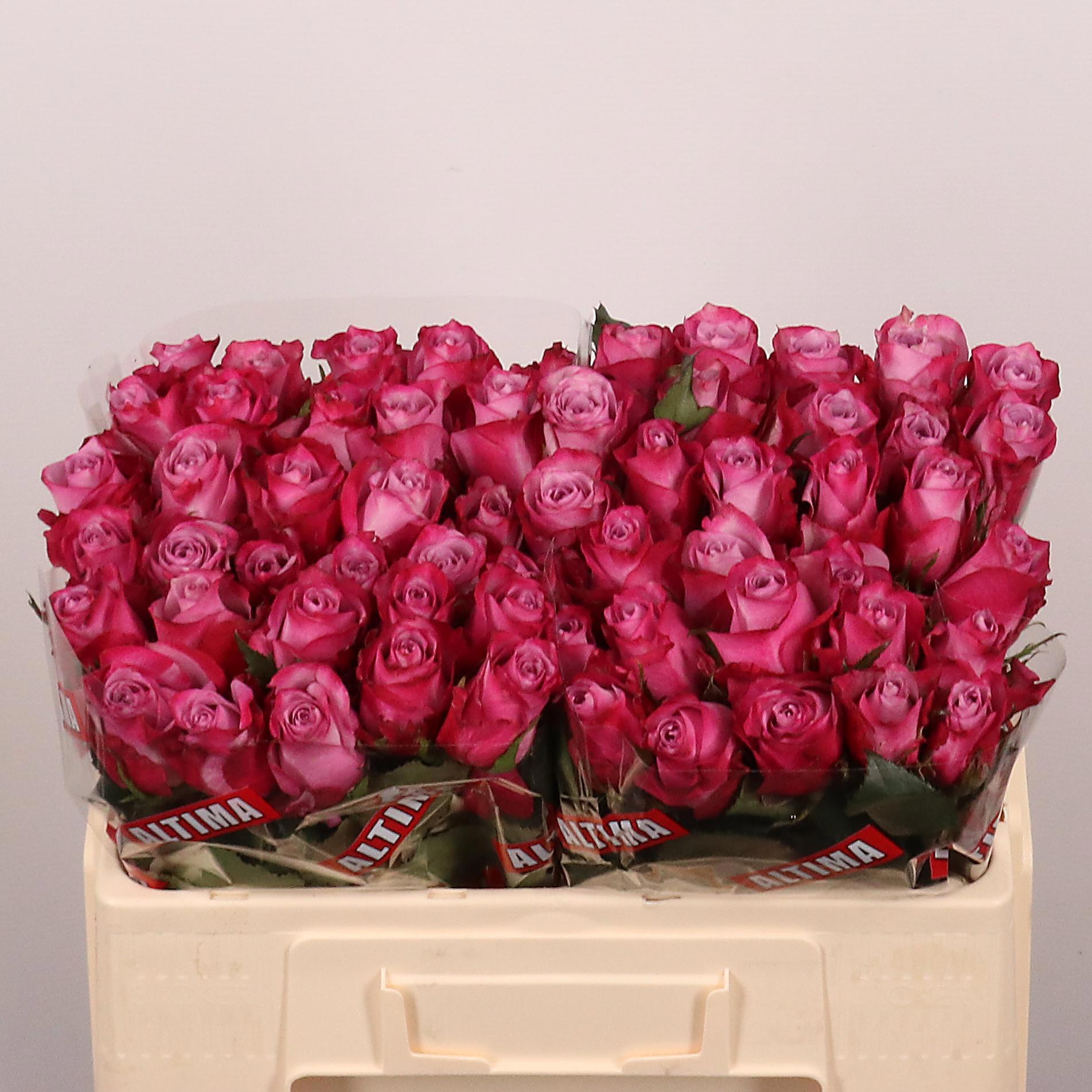 20x Rosa deep purple 50cm