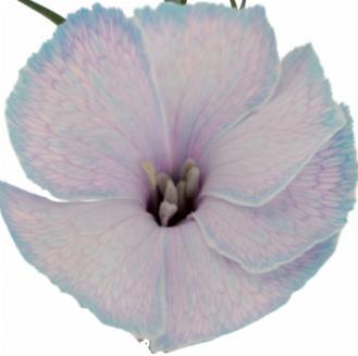 20x Dian.tr. solomio mystery lavender 60cm
