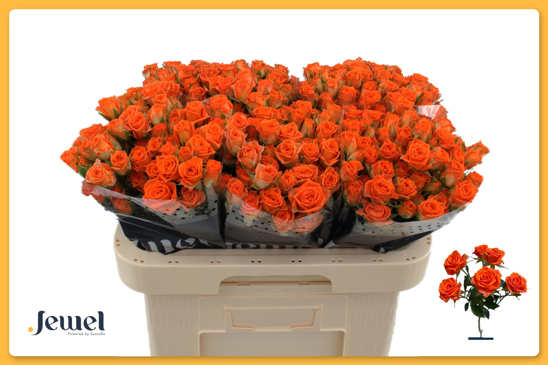 10x Rosa picanto 60cm