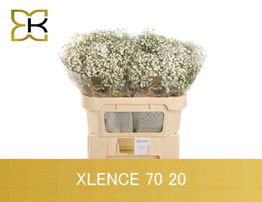 25x Gipskruid xlence 70cm