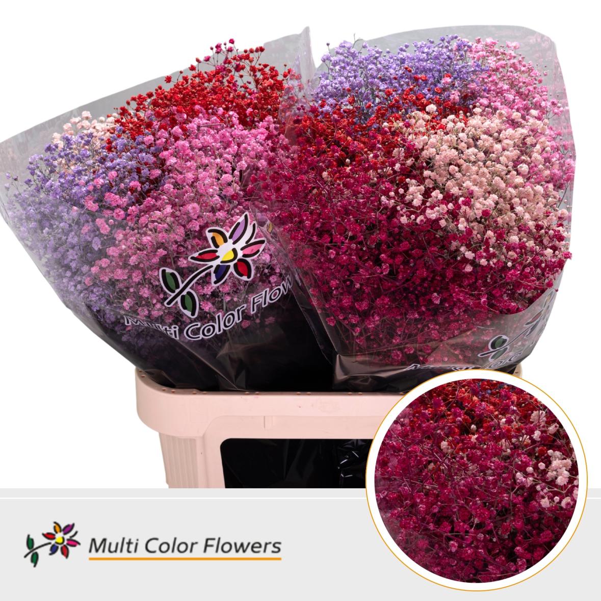 25x Gipskruid xlence love mix 70cm