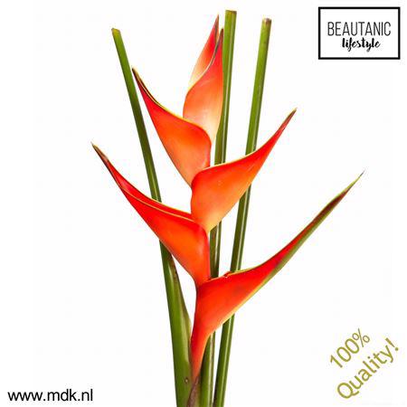 2x Helic.tropical 80cm