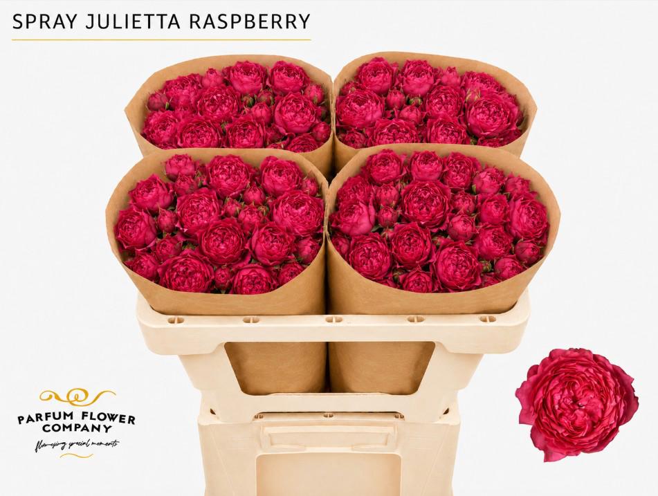 12x Rosa julietta raspberry 50cm