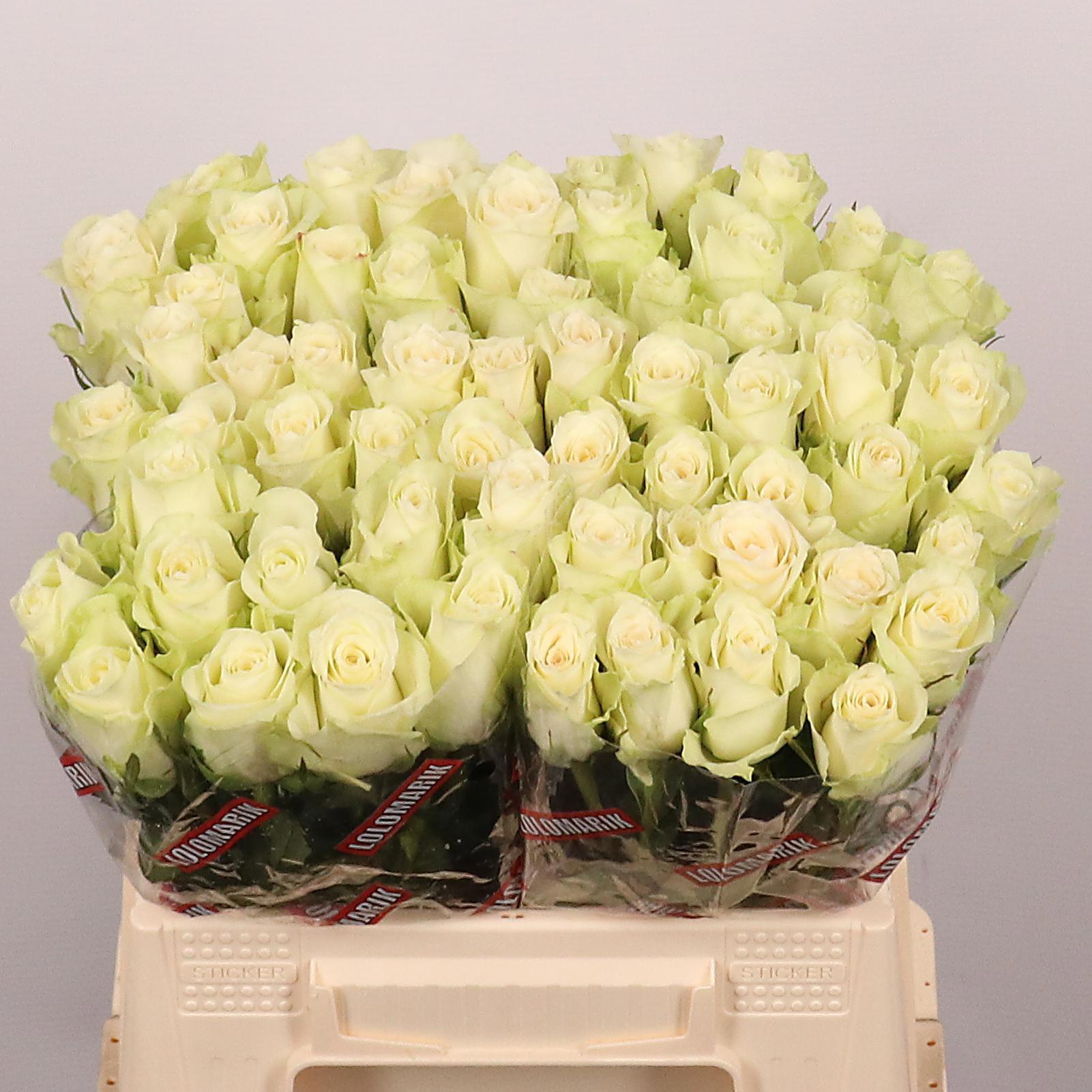 20x Rosa athena 40cm