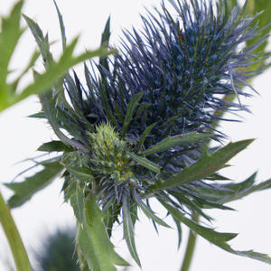 10x Eryngium supernova questar 80cm
