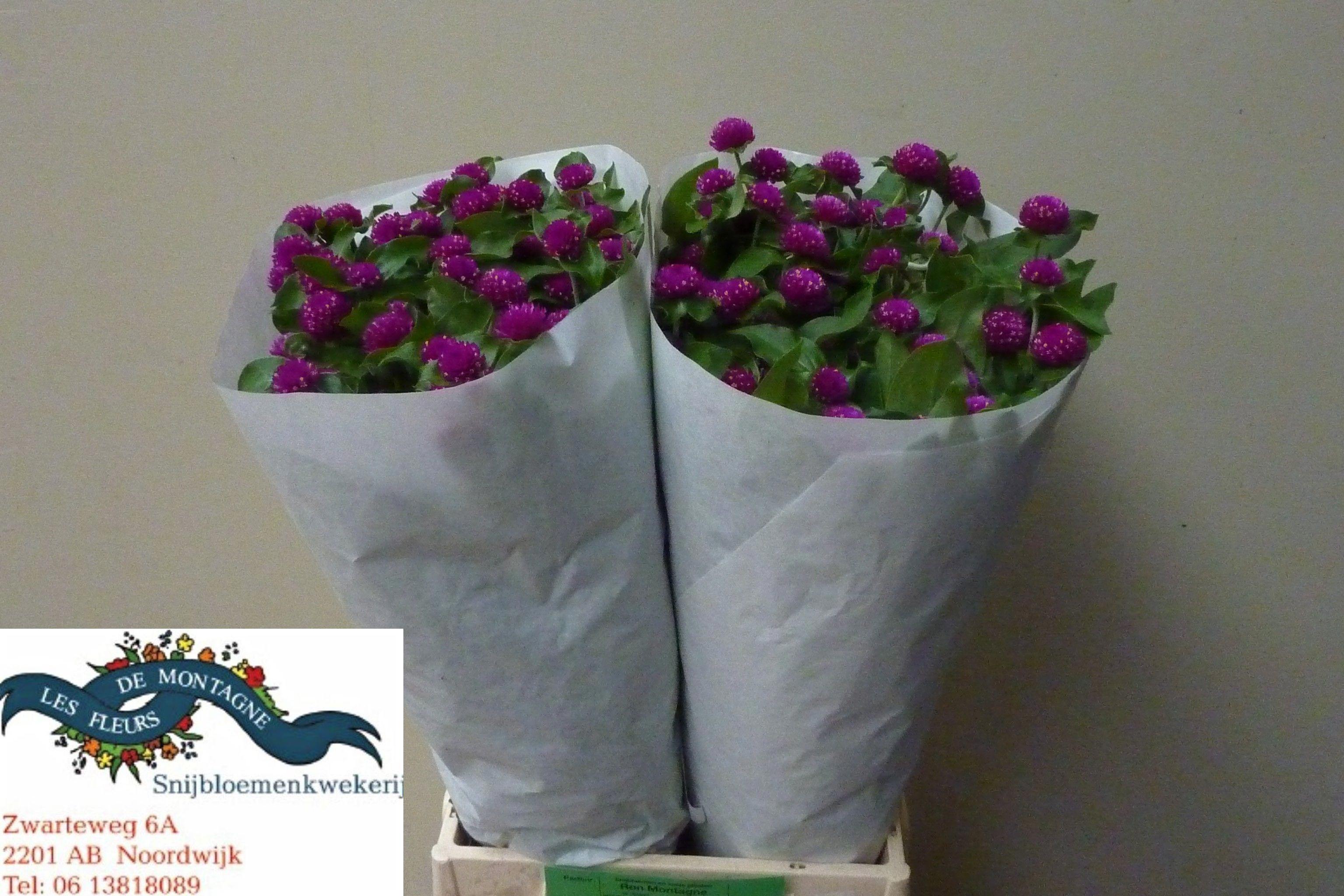 50x Gomphrena - paars 50cm