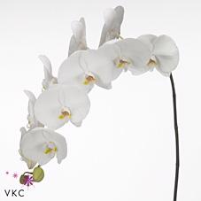 12x Phal.sensation white 70cm