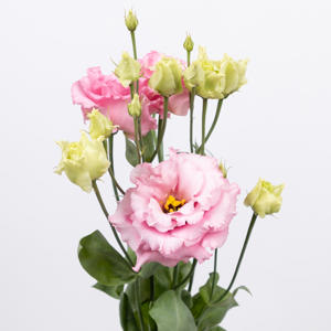10x Eust.alissa rose du 70cm