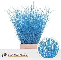 10x Tk betula blauw 70cm
