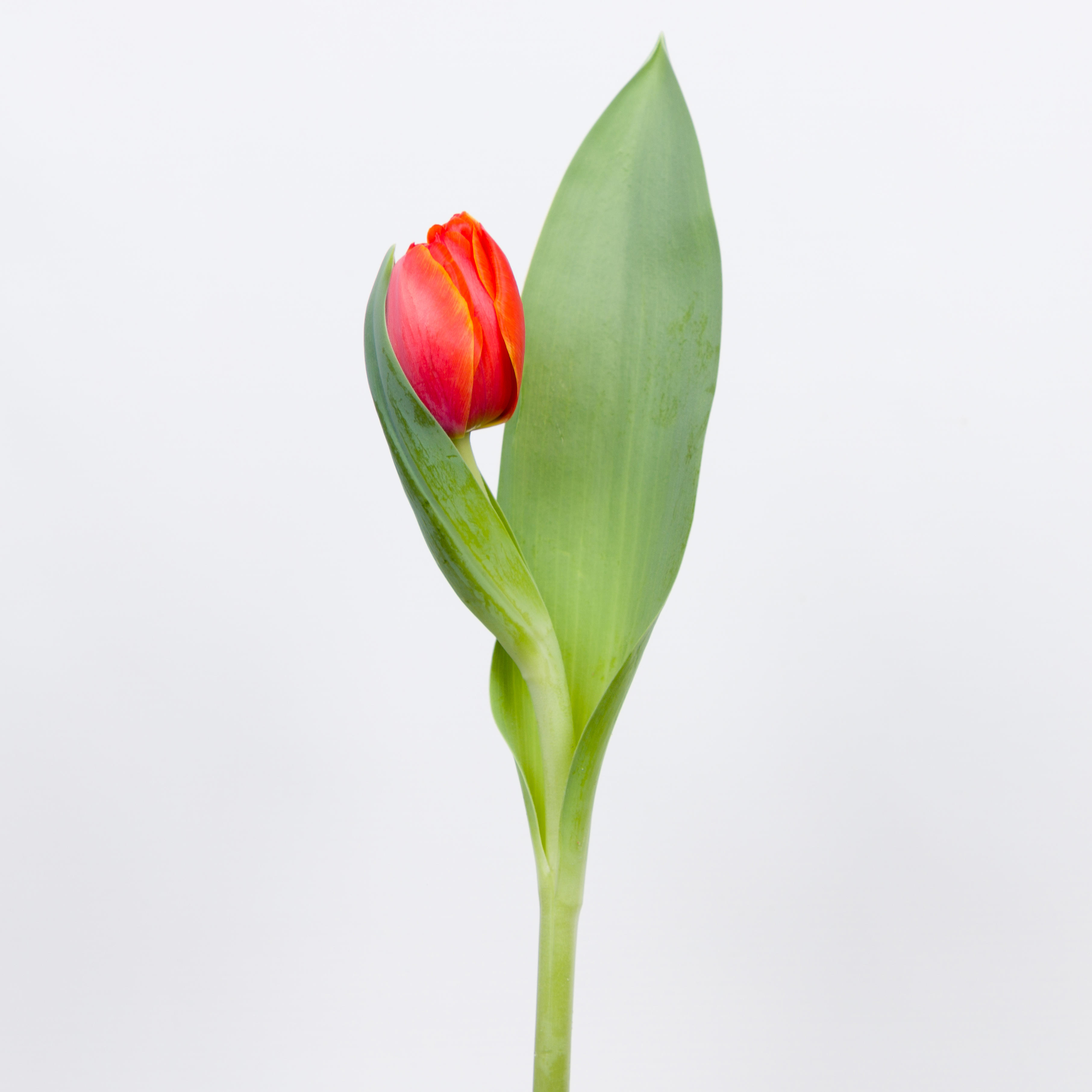 50x Tulipa queensday du 40cm