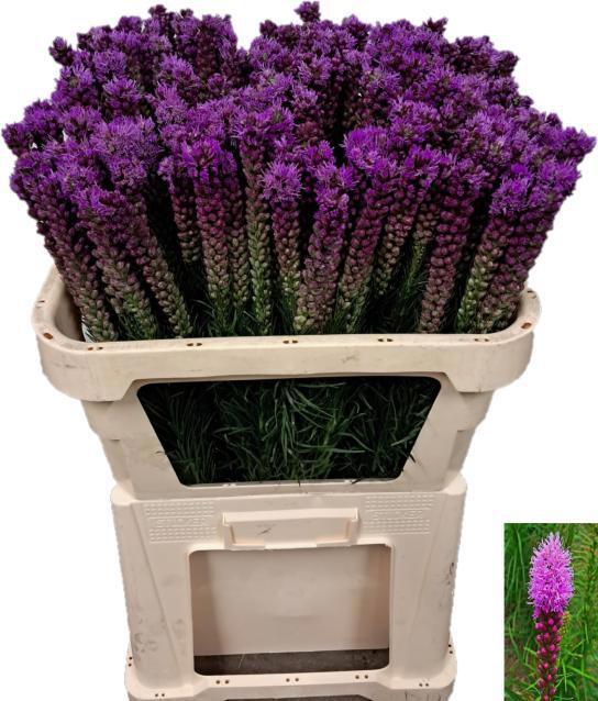 50x Liatris callilepis 70cm