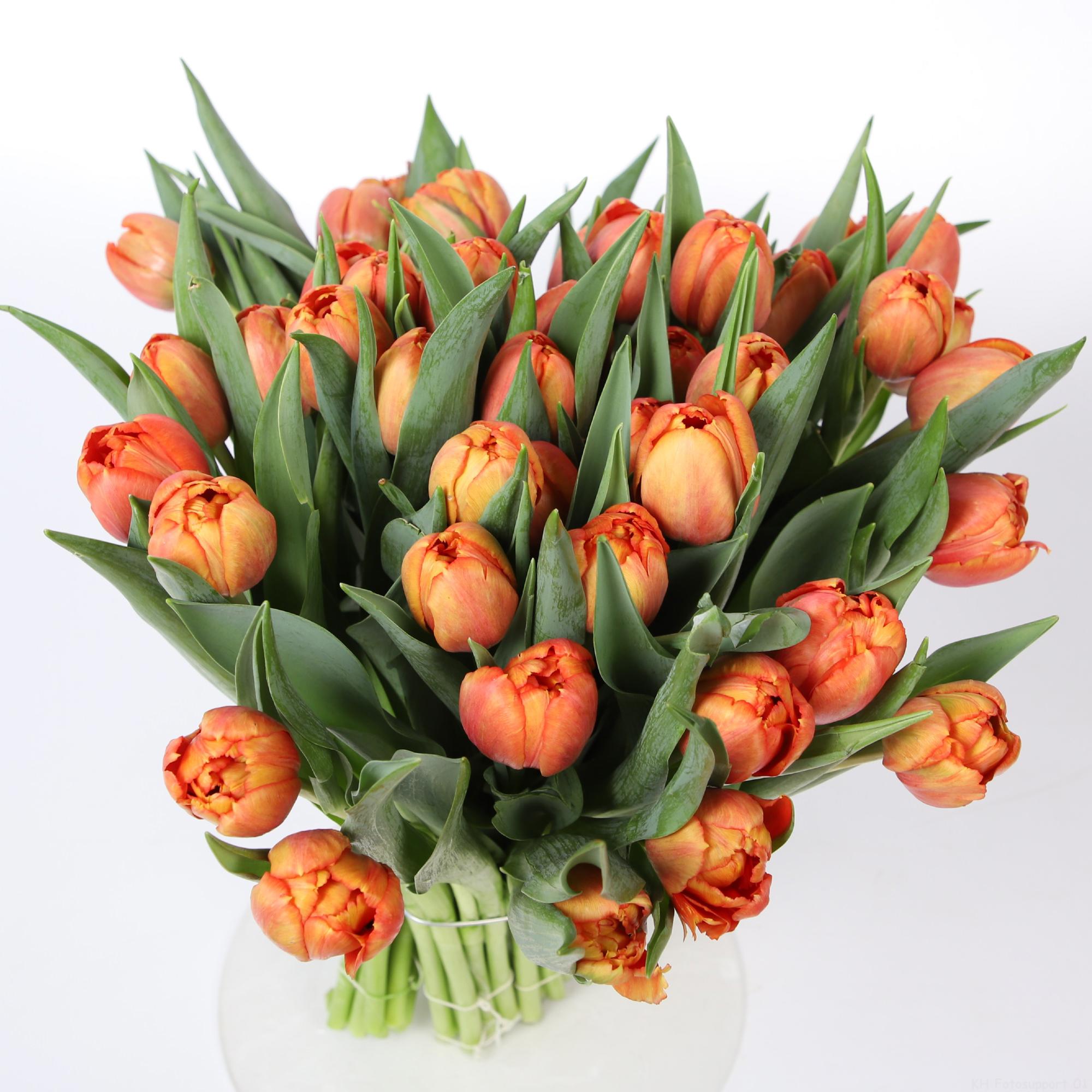 50x Tulipa 5 oranje du 30cm