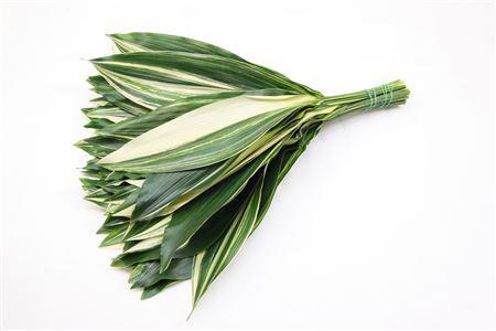 5x Sg aspidistra vari.(bos) 70cm