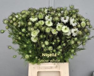 5x Nigella - wit 50cm