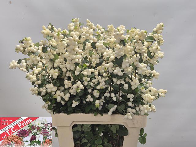 5x Symphor.magical lemon and lime 70cm