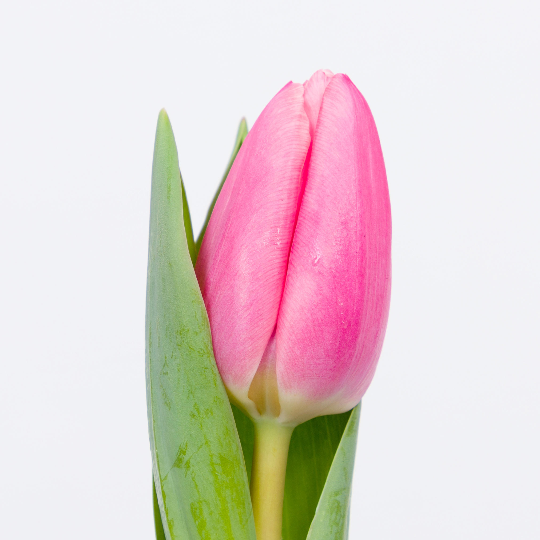 50x Tulipa milkshake en 40cm