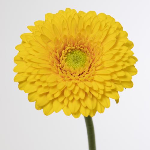 60x Germ.pomponi sunlight 40cm