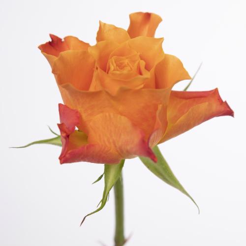 20x Rosa mariyo! 60cm