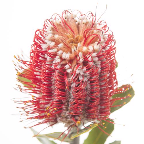 5x Banksia coccinea 40cm