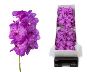 8x Vanda nit.rosy 80cm