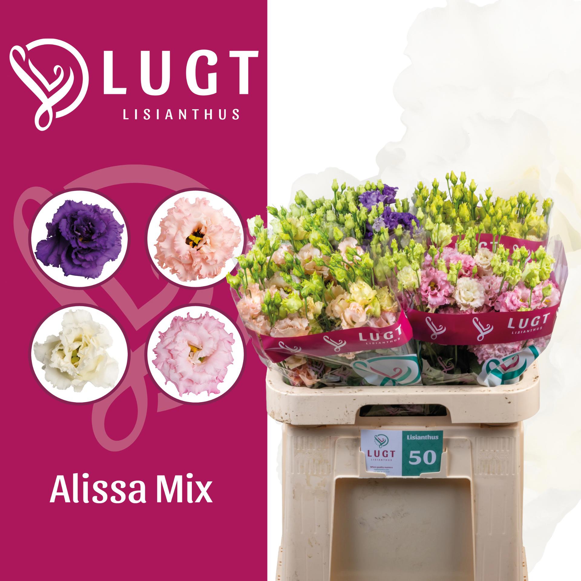 50x Eust.alissa mix var.du 70cm