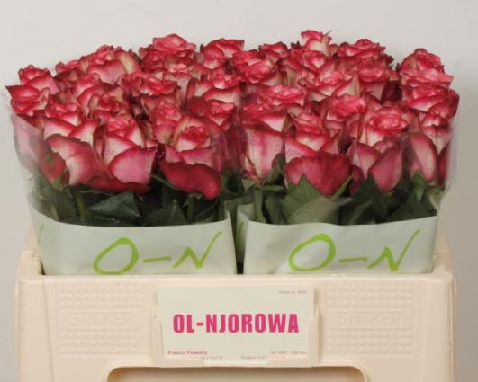 10x Rosa paloma 50cm