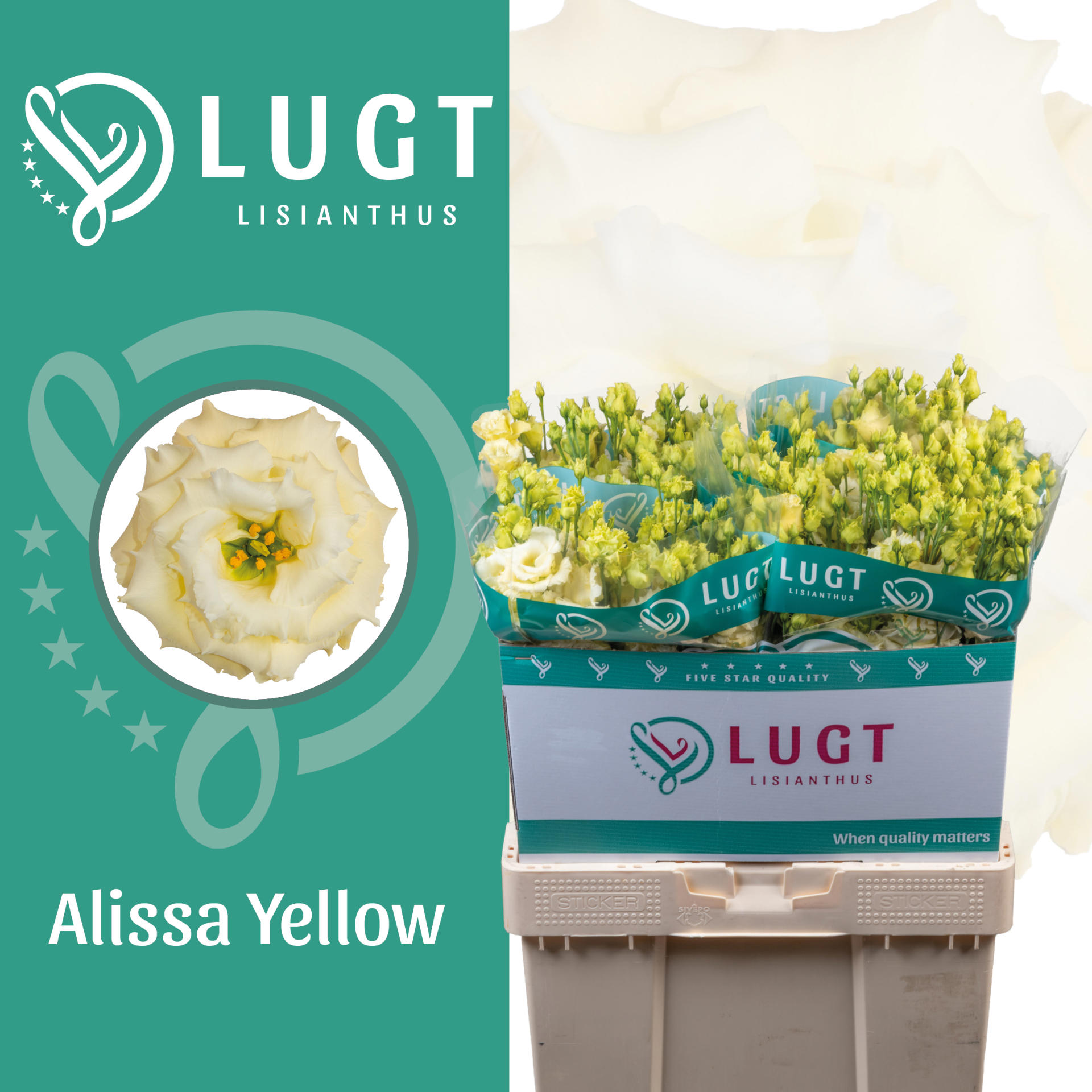 10x Eust.alissa yellow du 70cm