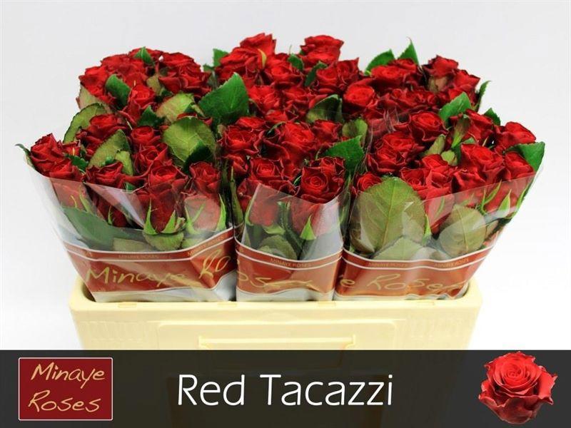 20x Rosa red tacazzi+ 50cm