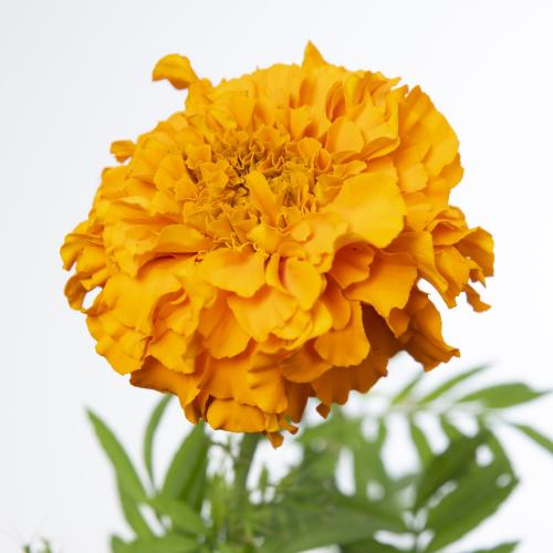 10x Tagetes promise orange 70cm