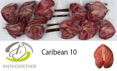10x Anth.caribean 10cm