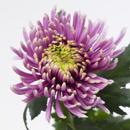 10x Chrysant baltazar intense 70cm