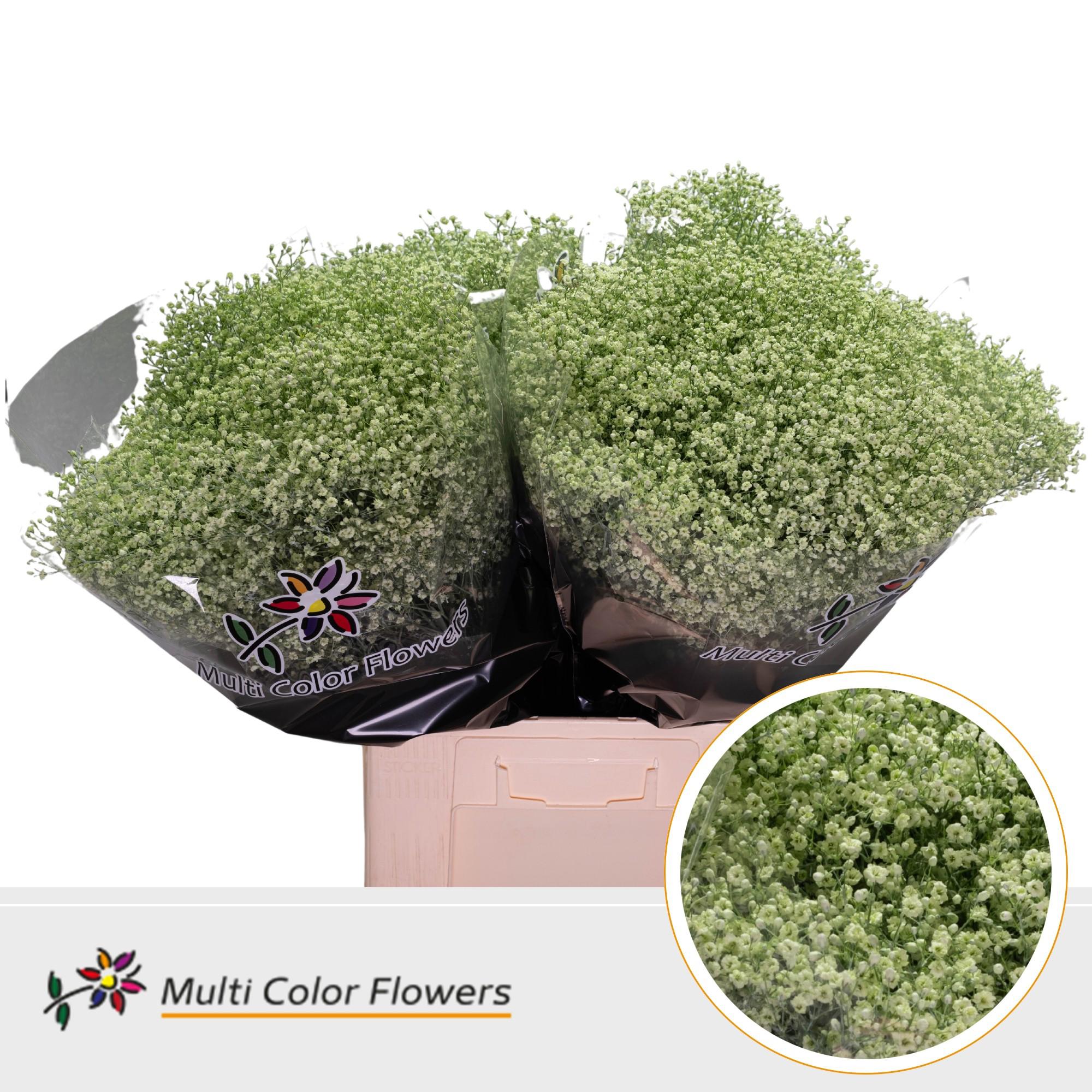 25x Gipskruid m.stars mintgroen 70cm